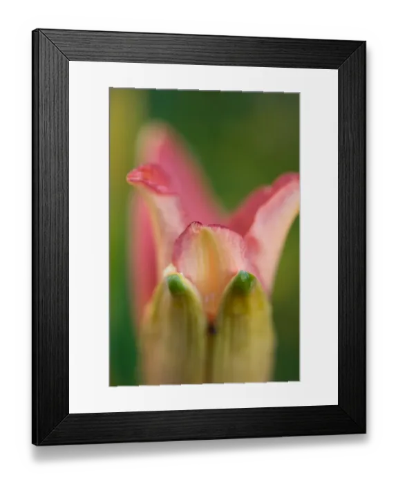Framed Print : Day Lily (Hemerocallis sp. ) close-up of opening flower