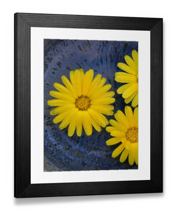 Framed Print : Pot Marigold (Calendula officinalis) close-up of flowers, against blue background of glazed bowl Framed Print : Pot Marigold (Calendula officinalis) close-up of flowers, against blue background of glazed bowl