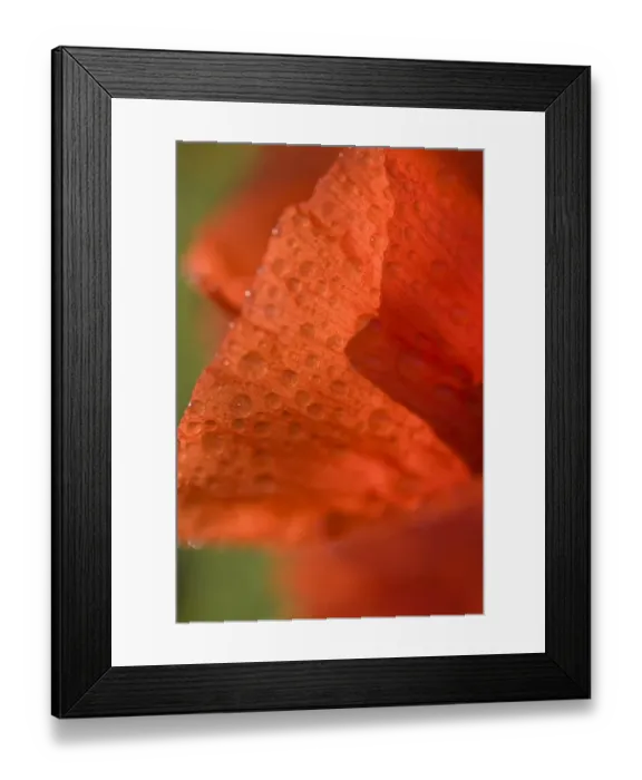 Framed Print : Corn Poppy (Papaver rhoeas) close-up of flower petals, Dorset, England, august Framed Print : Corn Poppy (Papaver rhoeas) close-up of flower petals, Dorset, England, august