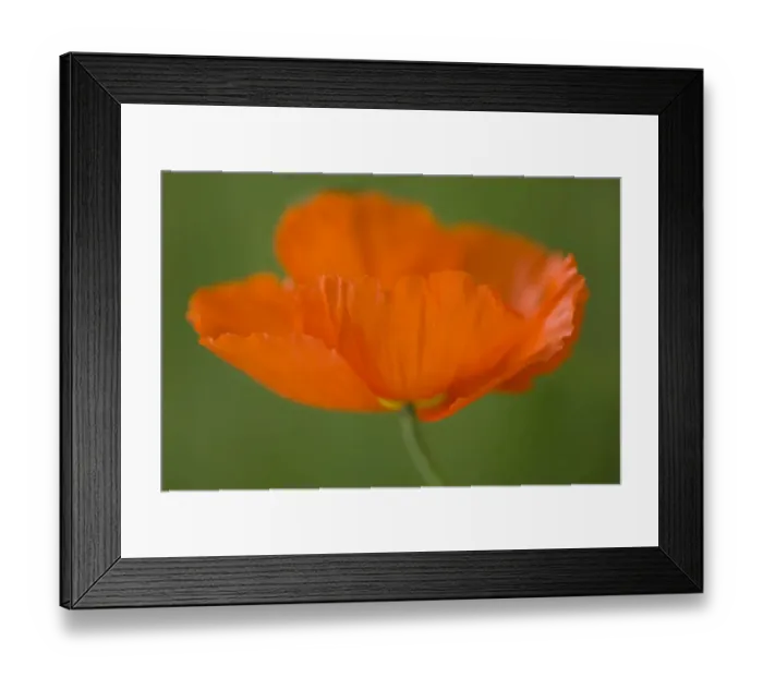Framed Print : Corn Poppy (Papaver rhoeas) close-up of flower, England, september Framed Print : Corn Poppy (Papaver rhoeas) close-up of flower, England, september