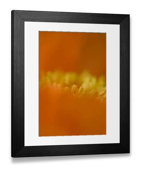 Framed Print : Corn Poppy (Papaver rhoeas) close-up of flower petals, England, september Framed Print : Corn Poppy (Papaver rhoeas) close-up of flower petals, England, september
