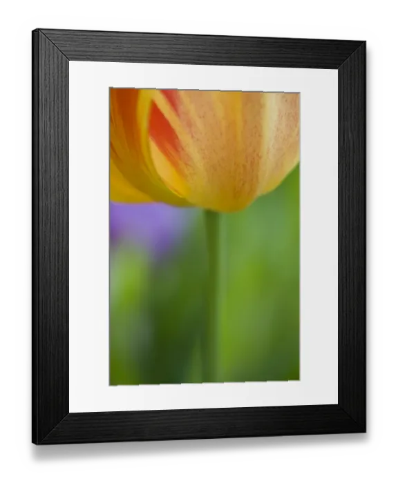 Framed Print : Tulip (Tulipa sp. ) close-up of flower, abstract detail of petals and stem, spring Framed Print : Tulip (Tulipa sp. ) close-up of flower, abstract detail of petals and stem, spring