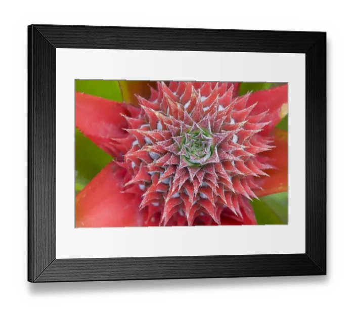 Framed Print : Pineapple (Ananas comosus) close-up of flower and forming fruit, Palawan, Philippines, march Framed Print : Pineapple (Ananas comosus) close-up of flower and forming fruit, Palawan, Philippines, march