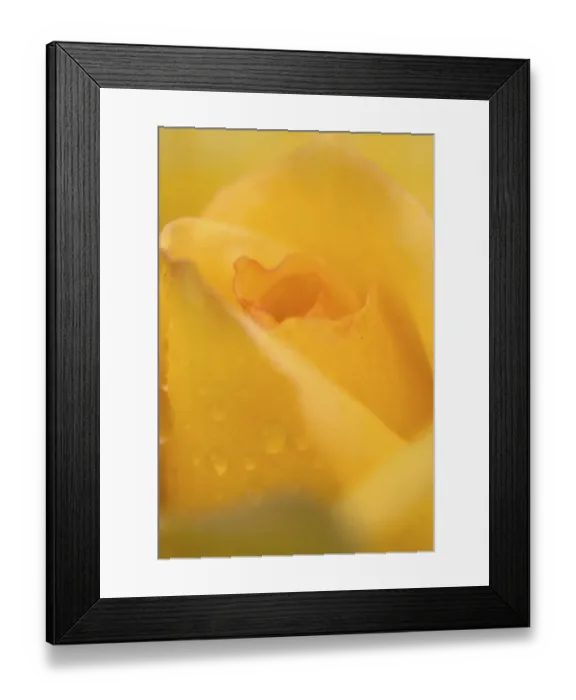 Framed Print : Cultivated Rose (Rosa sp. ) close-up of yellow flower petals, after rainshower Framed Print : Cultivated Rose (Rosa sp. ) close-up of yellow flower petals, after rainshower