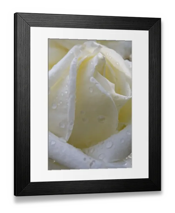 Framed Print : Cultivated Rose (Rosa sp. ) close-up of white flower petals, after rainshower Framed Print : Cultivated Rose (Rosa sp. ) close-up of white flower petals, after rainshower