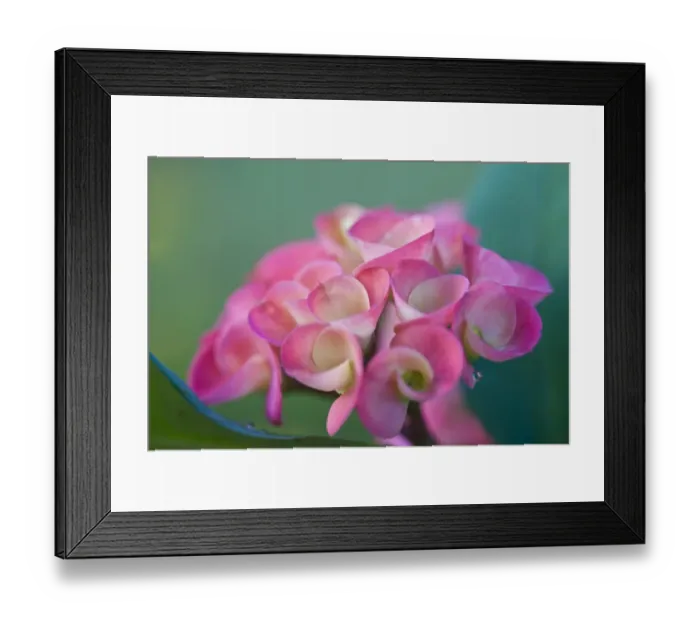 Framed Print : Crown-of-thorns (Euphorbia milii) close-up of flowers, in garden, Palawan, Philippines, march Framed Print : Crown-of-thorns (Euphorbia milii) close-up of flowers, in garden, Palawan, Philippines, march