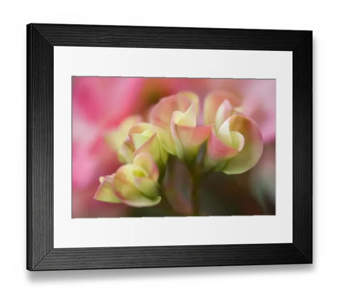 Framed Print : Crown-of-thorns (Euphorbia milii) close-up of flowers, in garden, Palawan, Philippines, march Framed Print : Crown-of-thorns (Euphorbia milii) close-up of flowers, in garden, Palawan, Philippines, march