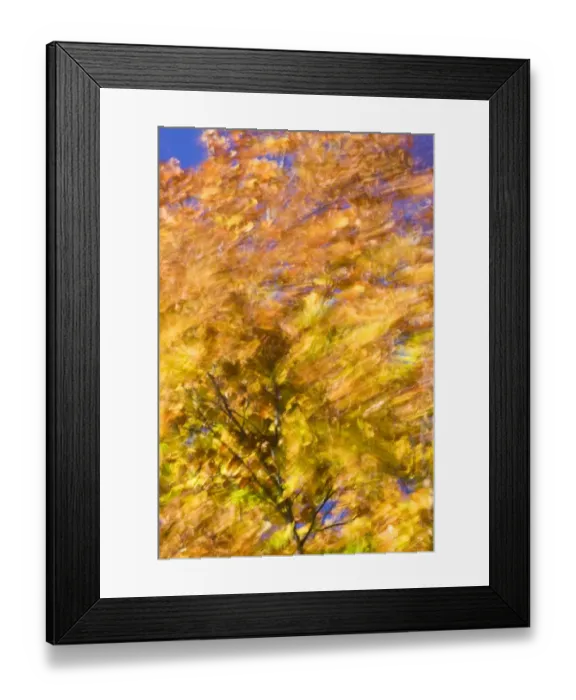Framed Print : Common Beech (Fagus sylvatica) windblown leaves in autumn colour, blurred movement, London, England Framed Print : Common Beech (Fagus sylvatica) windblown leaves in autumn colour, blurred movement, London, England