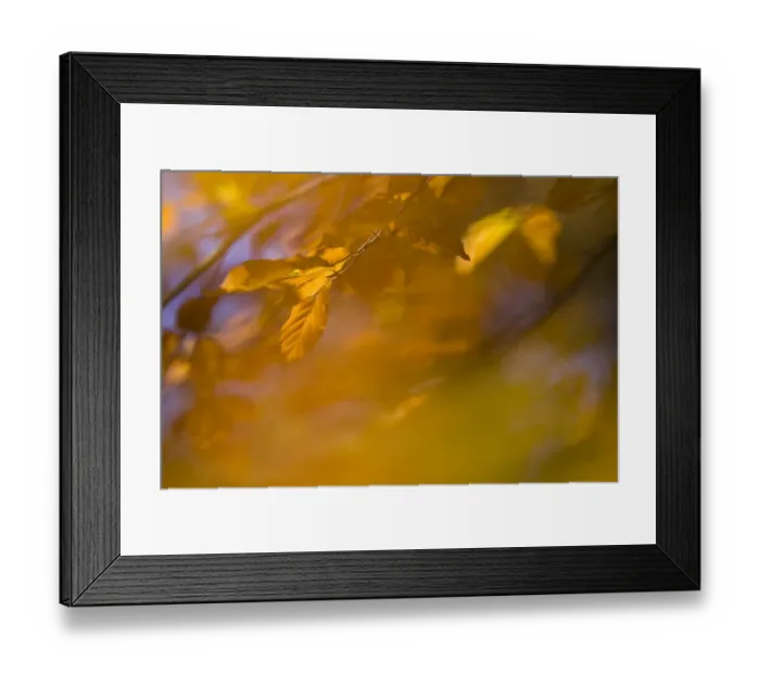 Framed Print : Common Beech (Fagus sylvatica) leaves in autumn colour, abstract, London, England Framed Print : Common Beech (Fagus sylvatica) leaves in autumn colour, abstract, London, England