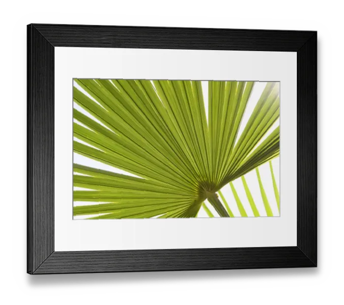 Framed Print : Palm (Arecaceae sp. ) close-up of backlit leaves Framed Print : Palm (Arecaceae sp. ) close-up of backlit leaves