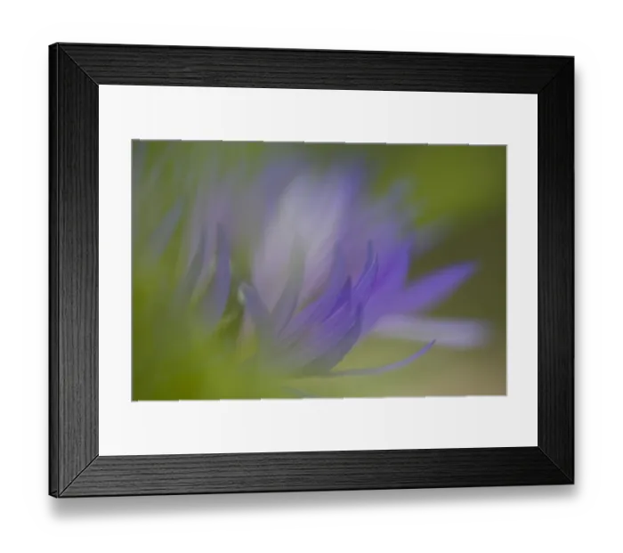 Framed Print : Mountain Cornflower (Centaurea montana) close-up of flower, abstract soft focus