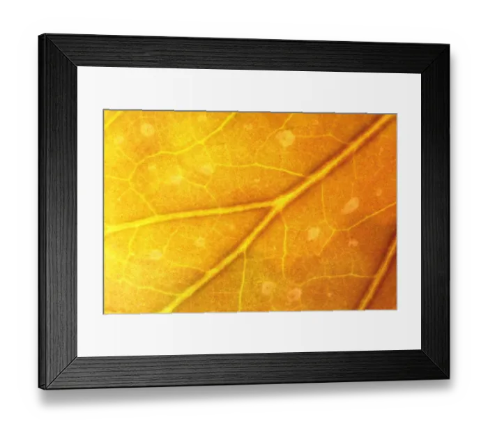 Framed Print : Begonia (Begonia sp. ) close-up of leaf, evening light shining through Framed Print : Begonia (Begonia sp. ) close-up of leaf, evening light shining through