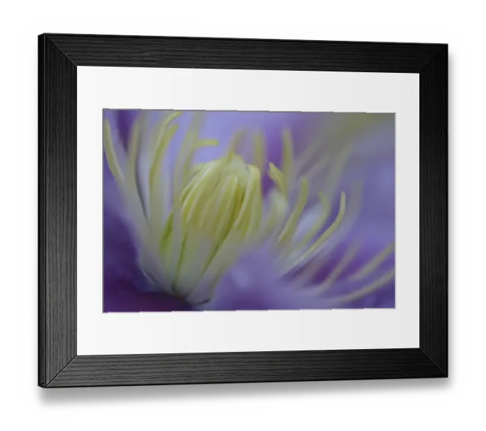 Framed Print : Clematis (Clematis sp. ) Piilu flowering, close-up of stamens, early morning, England Framed Print : Clematis (Clematis sp. ) Piilu flowering, close-up of stamens, early morning, England