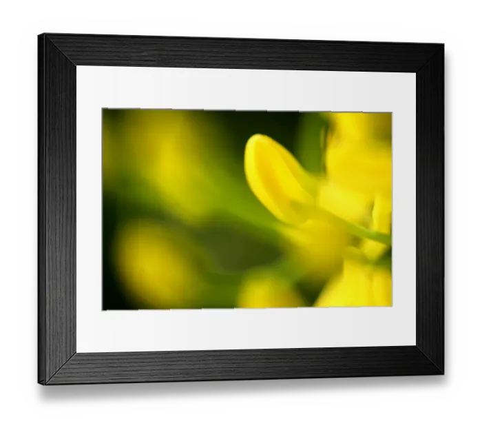 Framed Print : Galphimia Vine (Tristellateia australasiae) close-up of flowers Framed Print : Galphimia Vine (Tristellateia australasiae) close-up of flowers