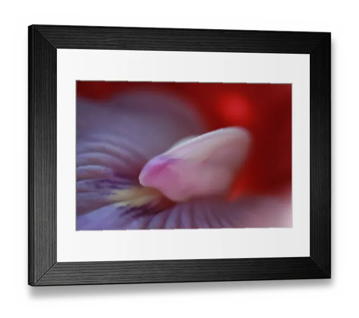 Framed Print : Butterfly Pea (Clitoria ternatea) close-up of flower, Philippines Framed Print : Butterfly Pea (Clitoria ternatea) close-up of flower, Philippines