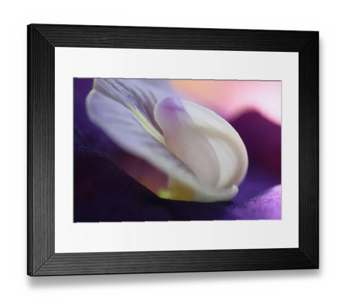 Framed Print : Butterfly Pea (Clitoria ternatea) close-up of flower, Philippines Framed Print : Butterfly Pea (Clitoria ternatea) close-up of flower, Philippines