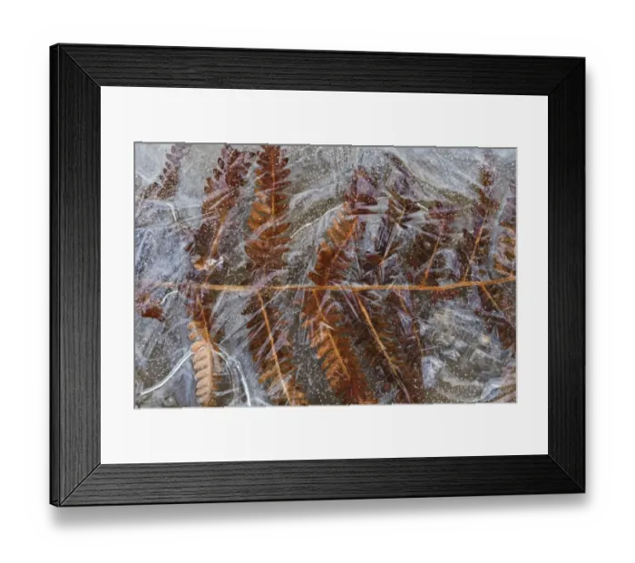 Framed Print : Ice, Bracken (Pteridium aquilinum) frond encased in frozen puddle, Dorset, England, november Framed Print : Ice, Bracken (Pteridium aquilinum) frond encased in frozen puddle, Dorset, England, november