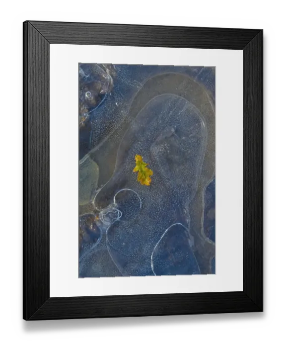 Framed Print : Ice, oak leaf on frozen puddle, Dorset, England, november Framed Print : Ice, oak leaf on frozen puddle, Dorset, England, november