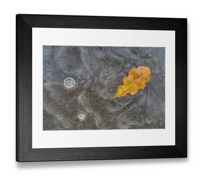 Framed Print : Ice, oak leaf on frozen puddle, Dorset, England, november