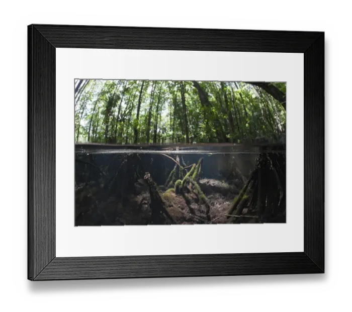 Framed Print : Splitimage of Mangrove, Jellyfish Lake, Micronesia, Palau