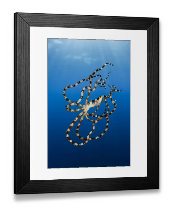 Framed Print : Wonderpus Octopus, Wunderpus photogenicus, Lembeh Strait, North Sulawesi, Indonesia Framed Print : Wonderpus Octopus, Wunderpus photogenicus, Lembeh Strait, North Sulawesi, Indonesia