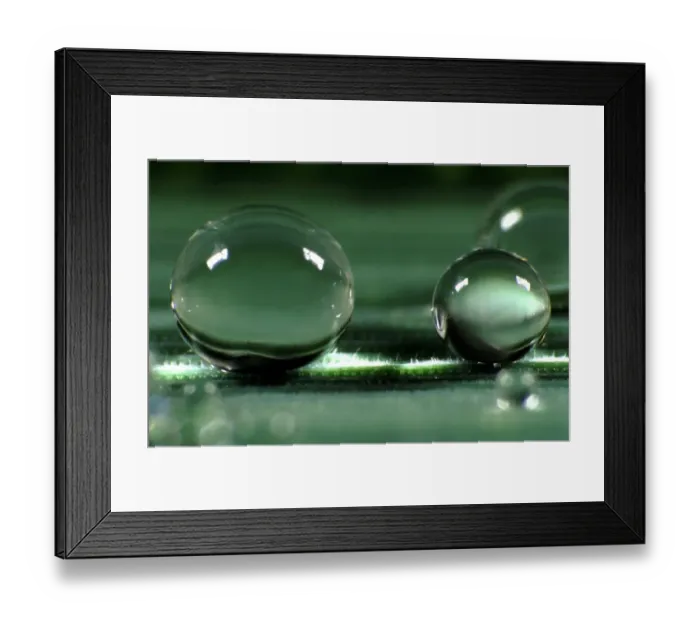Framed Print : Spherical water droplets on leaf surface with high contact angle Framed Print : Spherical water droplets on leaf surface with high contact angle