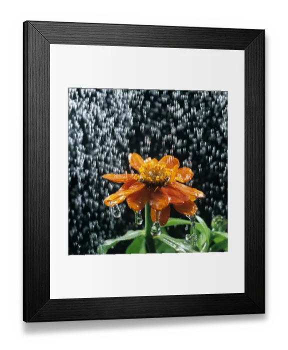 Framed Print : Water droplets, rain or watering can, falling on a Zinnia flower