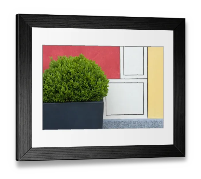 Framed Print : Clipped Box (Buxus sempervirens) bush in container, beside painted wall in garden, Locarno, Ticino, Switzerland
