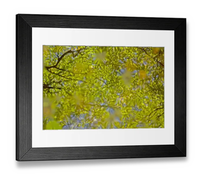 Framed Print : Reflection of woodland canopy in puddle, Dorset, England, october
