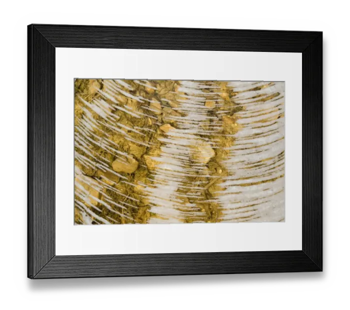 Framed Print : Water bubbles in ditch, England Framed Print : Water bubbles in ditch, England