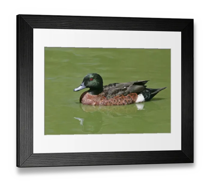 Framed Print : Chestnut Teal (Anas castanea) adult male, swimming, Victoria, Australia Framed Print : Chestnut Teal (Anas castanea) adult male, swimming, Victoria, Australia