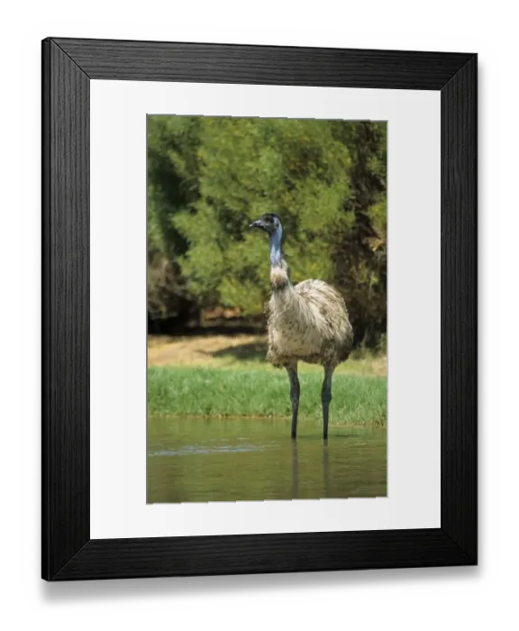 Framed Print : Emu (Dromaius novaehollandiae) adult, standing in water, drinking, Western Australia Framed Print : Emu (Dromaius novaehollandiae) adult, standing in water, drinking, Western Australia