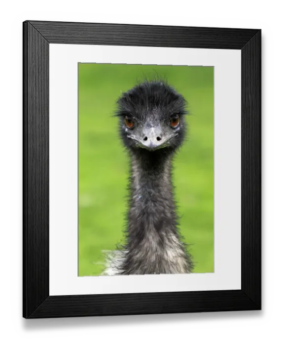 Framed Print : Emu (Dromaius novaehollandiae) adult male, close-up of head and neck, South Australia, Australia Framed Print : Emu (Dromaius novaehollandiae) adult male, close-up of head and neck, South Australia, Australia