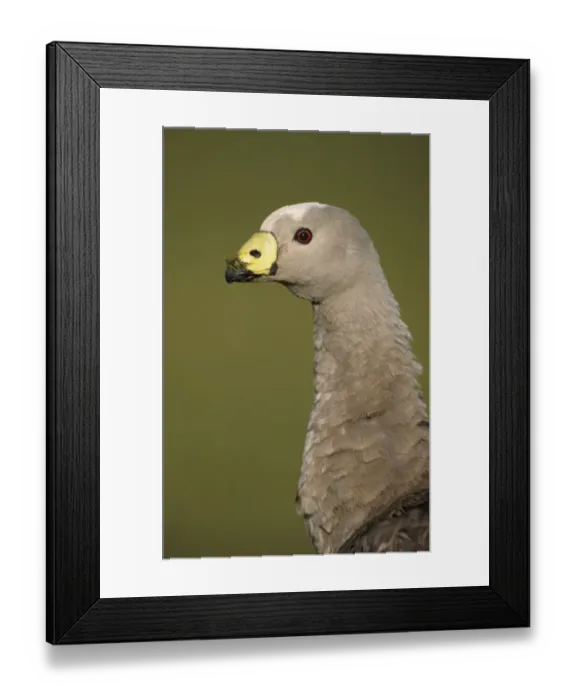 Framed Print : Cape Barren Goose (Cereopsis novaehollandiae) close-up of head, grass on beak, Kangaroo Is. Australia Framed Print : Cape Barren Goose (Cereopsis novaehollandiae) close-up of head, grass on beak, Kangaroo Is. Australia