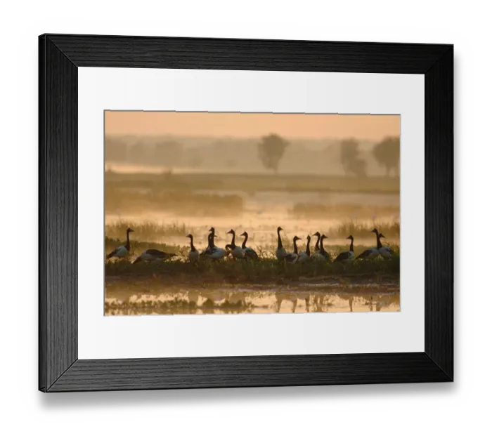 Framed Print : Magpie Goose (Anseranas semipalmata) flock, standing in wetland habitat at dawn, Yellow River, Kakadu N. P. Northern Territory, Australia, august