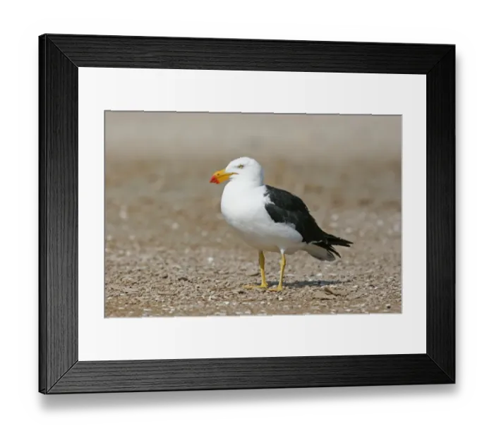 Framed Print : Pacific Gull (Larus pacificus) adult, standing on beach, Victoria, Australia Framed Print : Pacific Gull (Larus pacificus) adult, standing on beach, Victoria, Australia