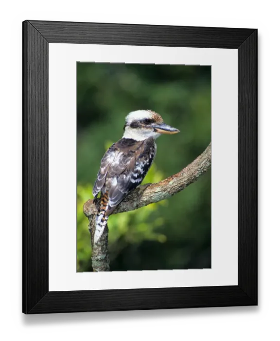 Framed Print : Laughing Kookaburra (Dacelo novaeguineae) Close-up, perched on branch Framed Print : Laughing Kookaburra (Dacelo novaeguineae) Close-up, perched on branch