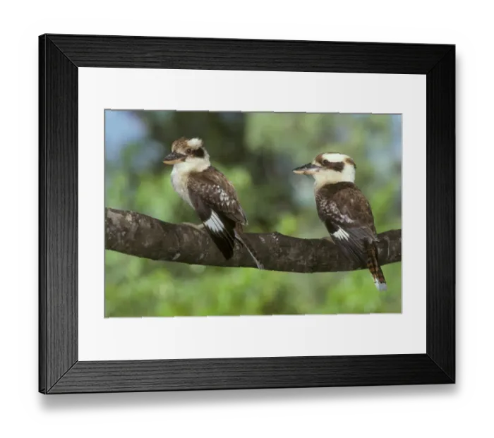 Framed Print : Laughing Kookaburra (Dacelo novaeguinea) Two perched on branch - Australia Framed Print : Laughing Kookaburra (Dacelo novaeguinea) Two perched on branch - Australia