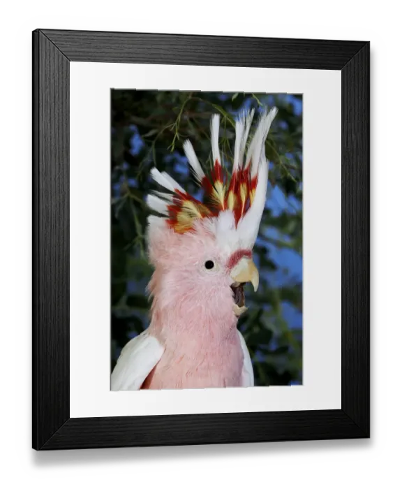 Framed Print : Major Mitchell's Cockatoo (Lophochroa leadbeateri) adult, calling with crest raised, close-up of head, captive Framed Print : Major Mitchell's Cockatoo (Lophochroa leadbeateri) adult, calling with crest raised, close-up of head, captive