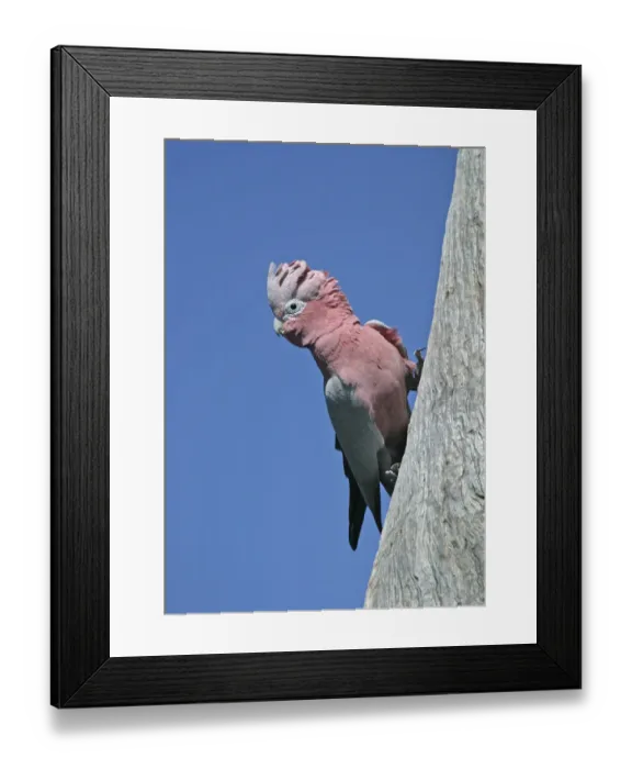 Framed Print : Galah (Eolophus roseicapillus) adult clinging to tree, Coalseam, Western Australia
