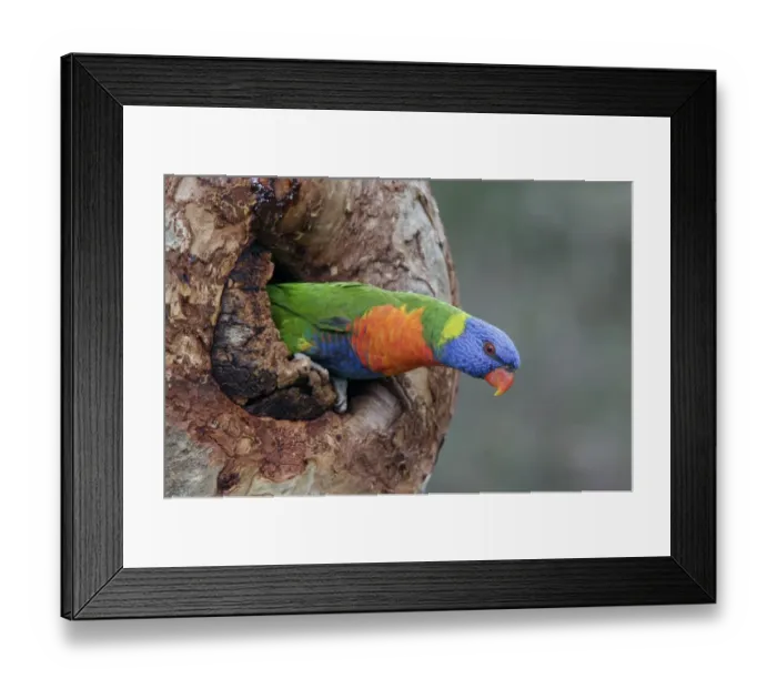 Framed Print : Rainbow Lorikeet (Trichoglossus haematodus) adult emerging from nest chamber, Perth, Western Australia Framed Print : Rainbow Lorikeet (Trichoglossus haematodus) adult emerging from nest chamber, Perth, Western Australia
