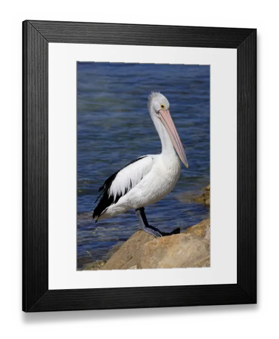 Framed Print : Australian Pelican (Pelecanus conspicillatus) adult, standing on rock beside sea, Kingscote, Kangaroo Island
