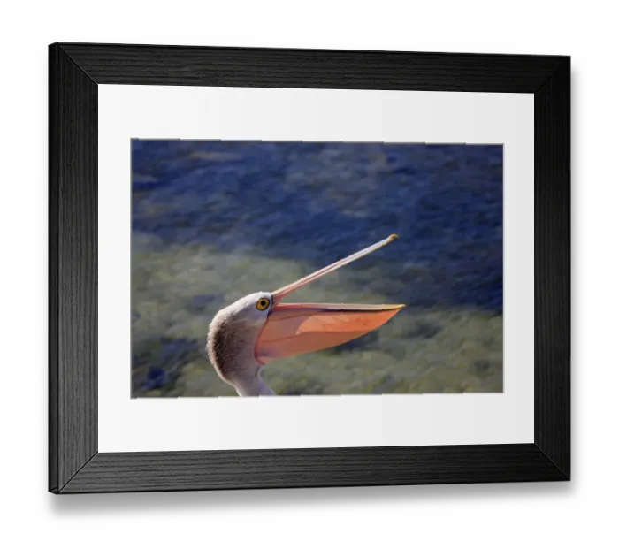 Framed Print : Australian Pelican (Pelecanus conspicillatus) adult, close-up of head, with beak open, Kingscote, Kangaroo Island, South Australia Framed Print : Australian Pelican (Pelecanus conspicillatus) adult, close-up of head, with beak open, Kingscote, Kangaroo Island, South Australia