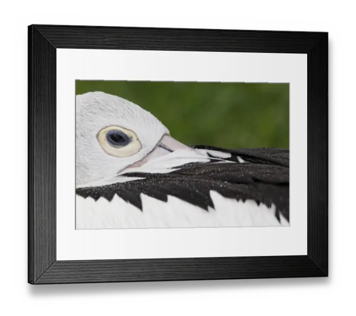 Framed Print : Australian Pelican (Pelecanus conspicillatus) adult, close-up of head with beak tucked under wing, roosting (captive)