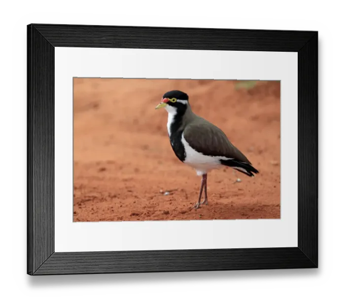 Framed Print : Banded Lapwing (Vanellus tricolor) adult, standing on bare ground, Outback, Northern Territory, Australia Framed Print : Banded Lapwing (Vanellus tricolor) adult, standing on bare ground, Outback, Northern Territory, Australia