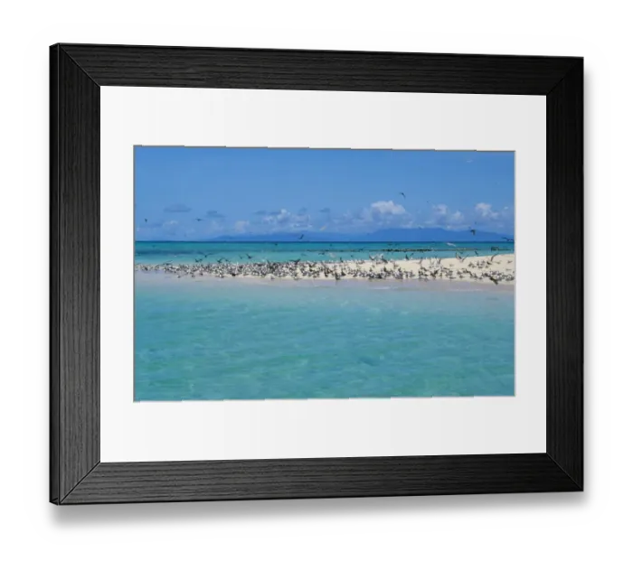 Framed Print : Great Crested Tern (Sterna bergii) and Common Noddy (Anous stolidus) flock, on beach, Michaelmas Cay Framed Print : Great Crested Tern (Sterna bergii) and Common Noddy (Anous stolidus) flock, on beach, Michaelmas Cay