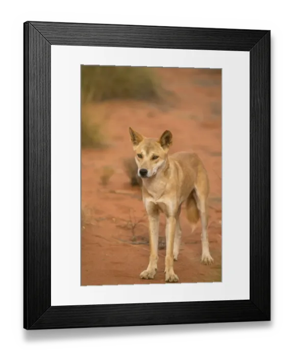 Framed Print : Dingo (Canis familiaris dingo) Standing - close-up - Australia Framed Print : Dingo (Canis familiaris dingo) Standing - close-up - Australia