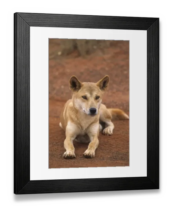Framed Print : Dingo (Canis familiaris dingo) adult, laying on sand, Uluru-Kata Tjuta N. P. Northern Territory, Australia Framed Print : Dingo (Canis familiaris dingo) adult, laying on sand, Uluru-Kata Tjuta N. P. Northern Territory, Australia