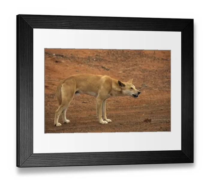 Framed Print : Dingo (Canis familiaris) Male - Ayers Rock, Australia Framed Print : Dingo (Canis familiaris) Male - Ayers Rock, Australia