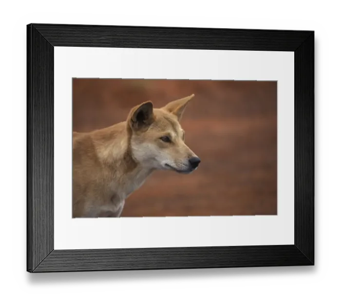 Framed Print : Dingo (Canis familiaris) Male  / Ayers Rock, Australia